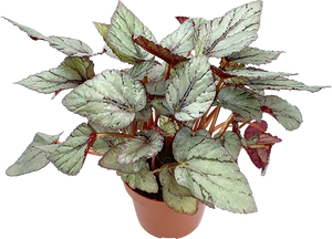 Begonia Foliage Arctic Breeze