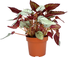 Load image into Gallery viewer, Begonia Foliage Arctic Breeze
