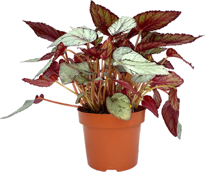 Begonia Foliage Arctic Breeze