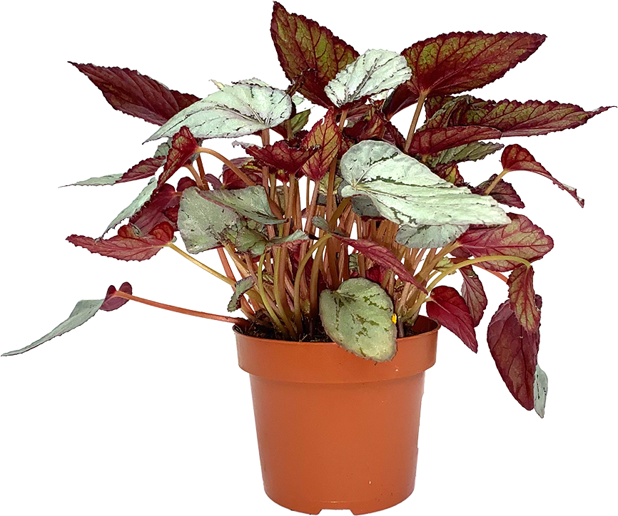 Begonia Foliage Arctic Breeze