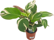 Load image into Gallery viewer, Calathea Princess
