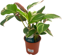 Load image into Gallery viewer, Calathea Princess
