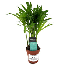 Load image into Gallery viewer, Chamaedorea elegans Tiny Lizzy
