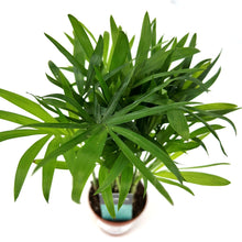 Load image into Gallery viewer, Chamaedorea elegans Tiny Lizzy
