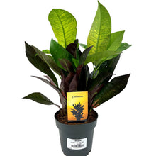 Load image into Gallery viewer, Codiaeum Variegated
