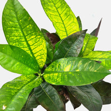 Load image into Gallery viewer, Codiaeum Variegated
