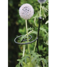 Load image into Gallery viewer, Cottage Garden Single Stem - Large
