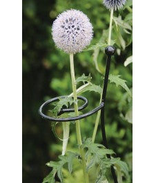 Cottage Garden Single Stem - Large