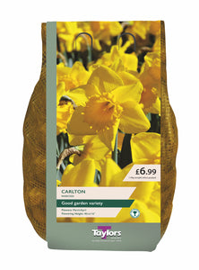 Narcissi Carlton Carri-Pack