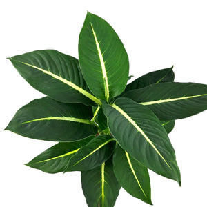 Dieffenbachia 'Green Magic'