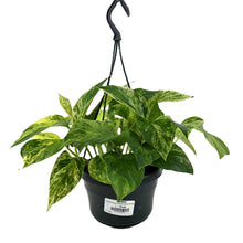 Load image into Gallery viewer, Epipremnum pinn Marbe Queen Hanging
