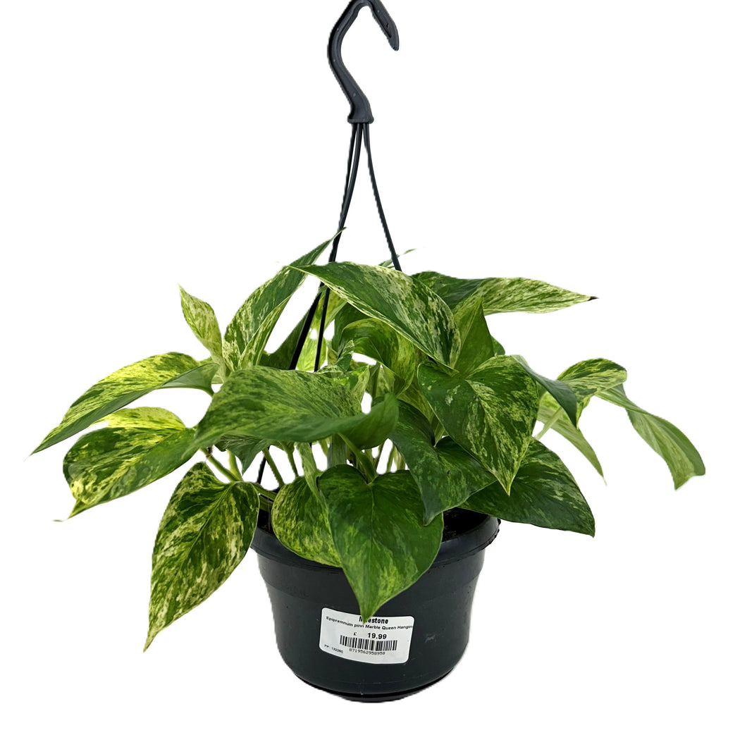 Epipremnum pinn Marbe Queen Hanging
