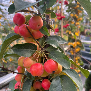 Malus Red Sentinal