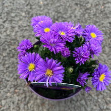 Load image into Gallery viewer, Aster Alpha Purple Dark Launch
