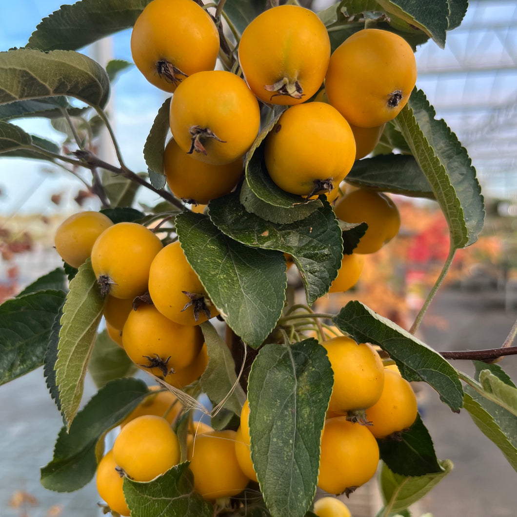 Malus Golden Hornet