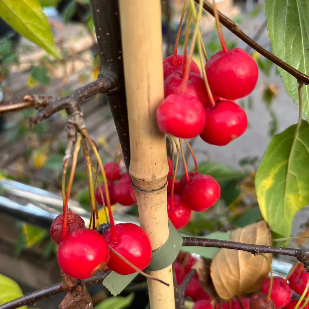Malus Sun Rival