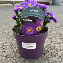 Load image into Gallery viewer, Aster Alpha Purple Dark Launch
