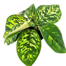Load image into Gallery viewer, Homalomena Camouflage

