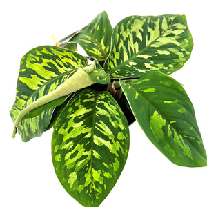 Homalomena Camouflage