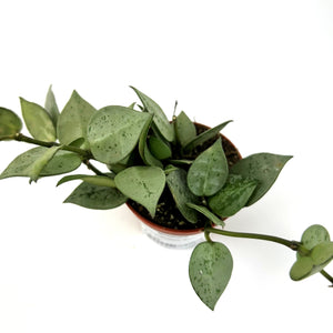 Hoya Krohniana 'Eskimo' 6cm