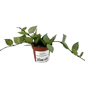 Hoya Krohniana 'Eskimo' 6cm