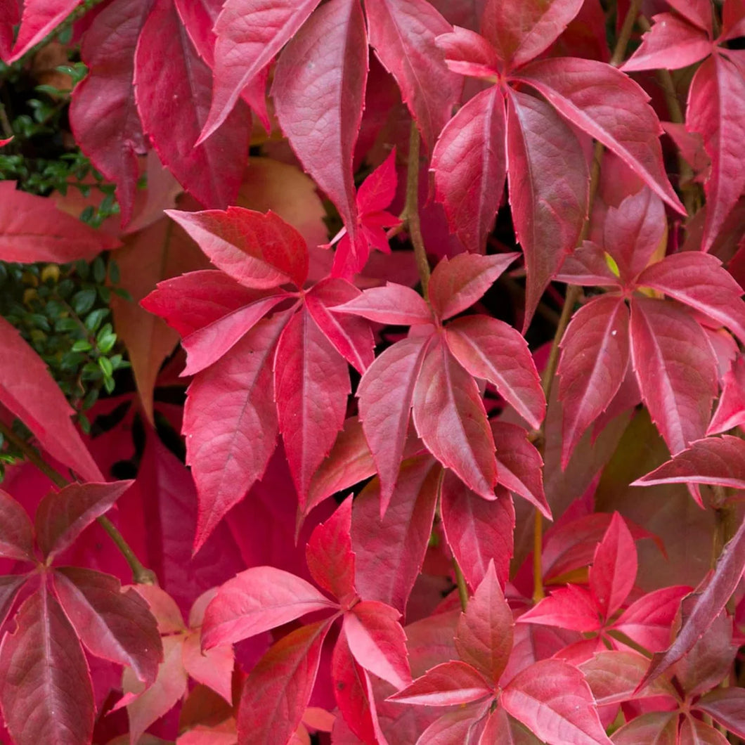 Parthenocissus Quinquefolia