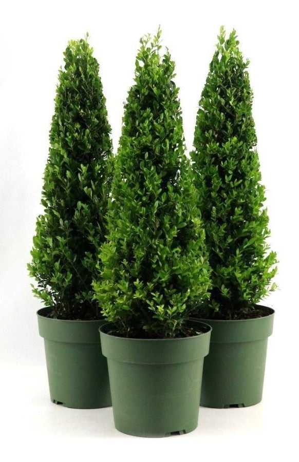 Ilex crenata Jenny Pyramid