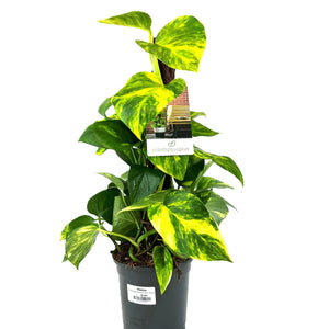 Epipremnum Aureum Kratiste