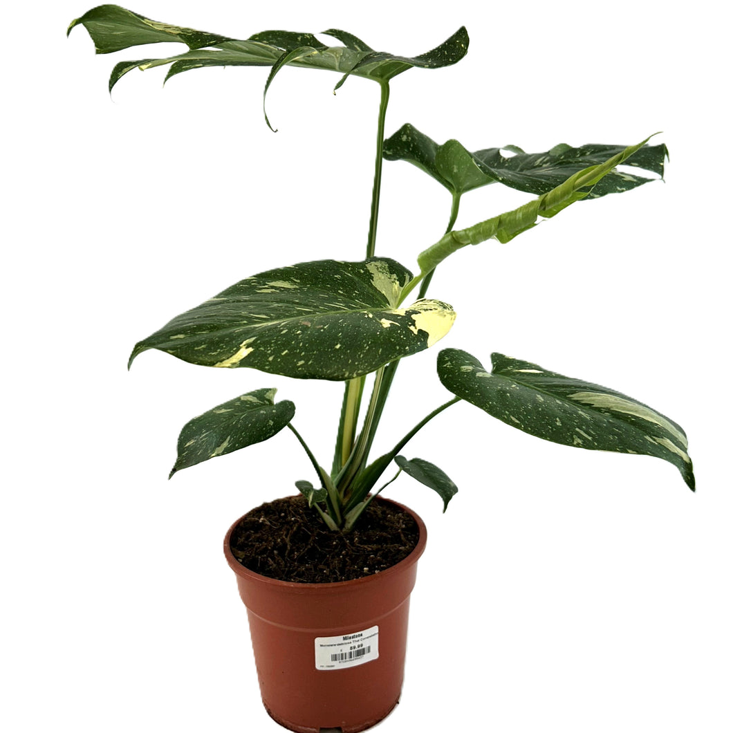 Monstera Deliciosa Thai Constellation