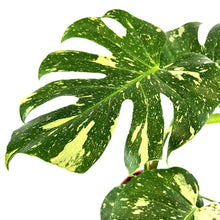 Load image into Gallery viewer, Monstera Deliciosa Thai Constellation

