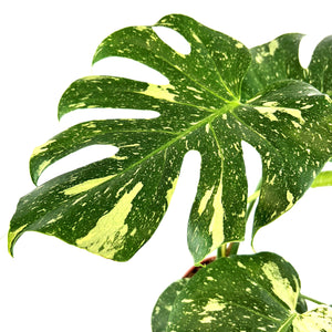 Monstera Deliciosa Thai Constellation