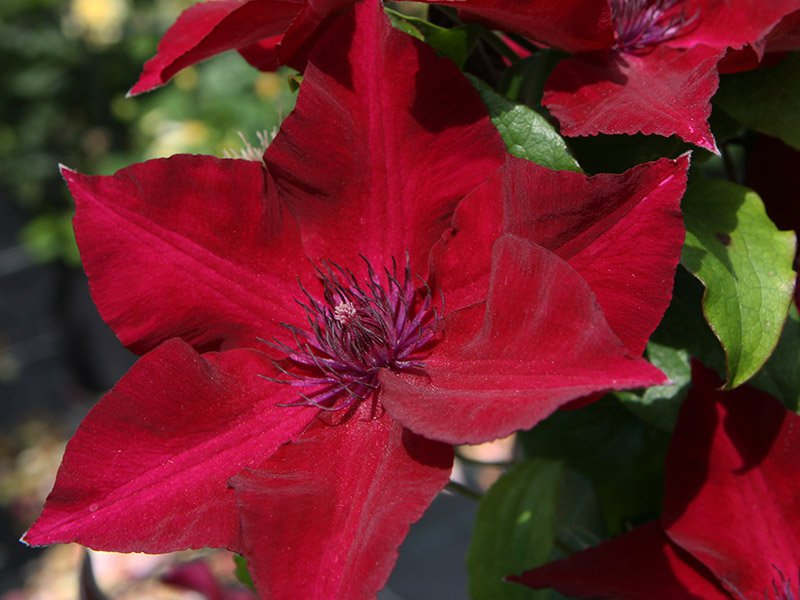 Clematis Nubia