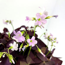 Load image into Gallery viewer, Oxalis Mijke
