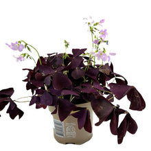 Load image into Gallery viewer, Oxalis Mijke
