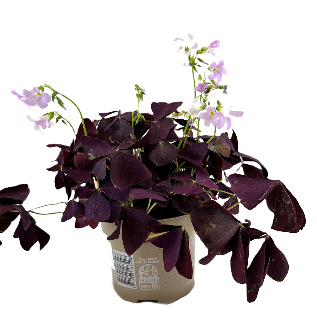 Oxalis Mijke