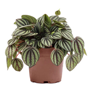 Peperomia Piccolo banda bambino