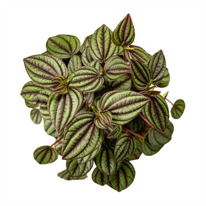 Peperomia Piccolo banda bambino