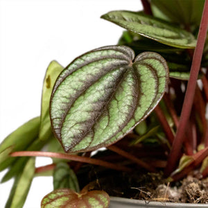 Peperomia Piccolo banda bambino