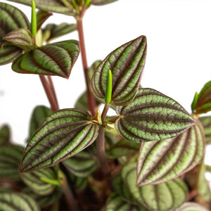 Peperomia Piccolo banda bambino