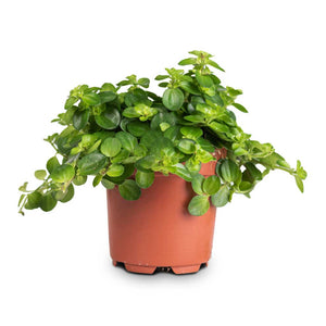 peperomia rotundifolia - trailing jade plant Peperomia Rotundifolia – Milestone Garden Centre
