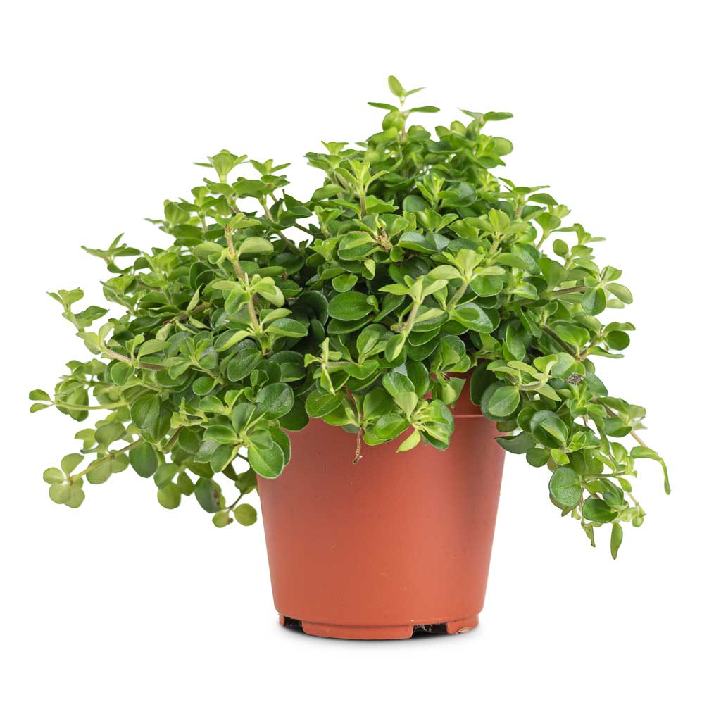 jade necklace plant peperomia Peperomia Rotundifolia – Milestone Garden Centre