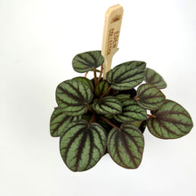 Load image into Gallery viewer, Peperomia Piccolo banda bambino
