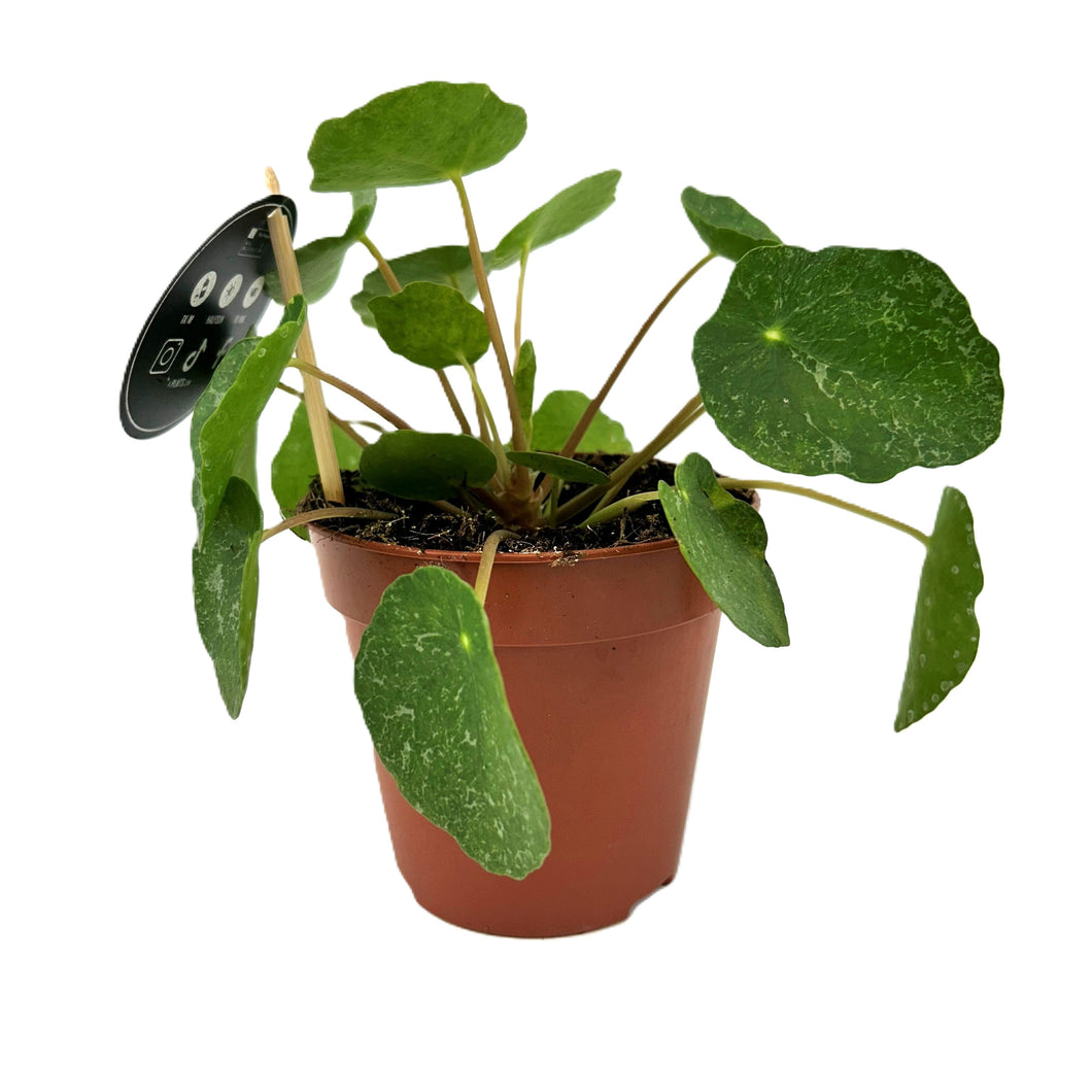 Pilea peperomioides Sugar