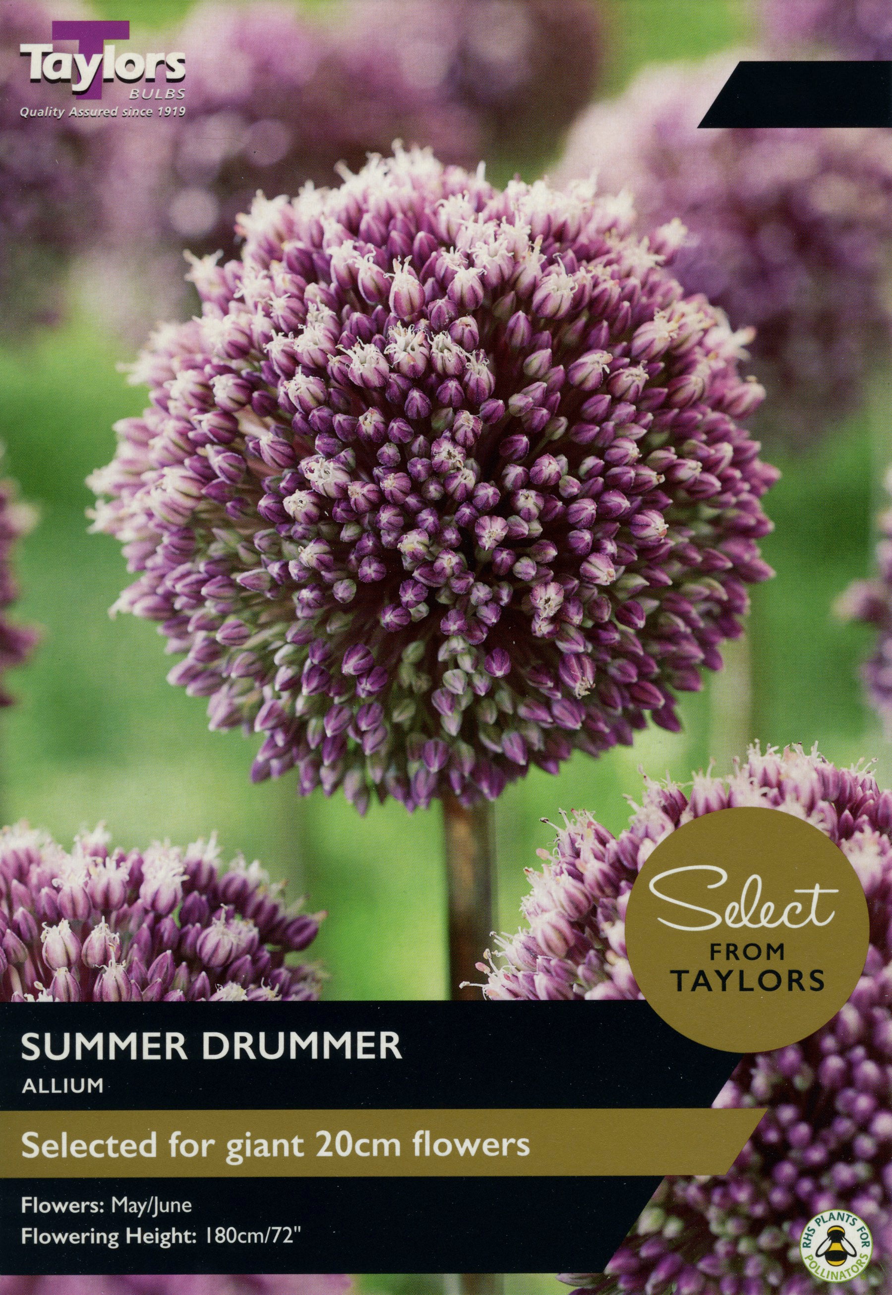 Select Allium Summer Drummer – Milestone Garden Centre