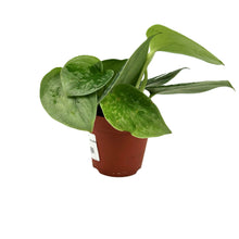 Load image into Gallery viewer, Scindapsus pictus Silvery Ann

