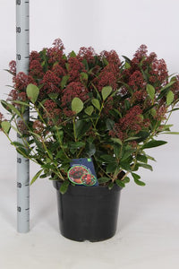 Skimmia jap. Rubella