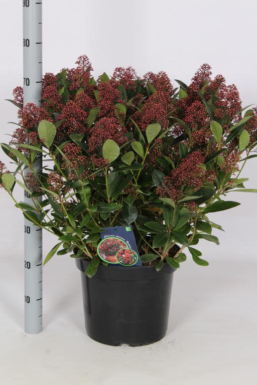 Skimmia jap. Rubella
