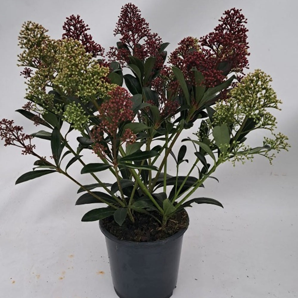 Skimmia Duo-Colour
