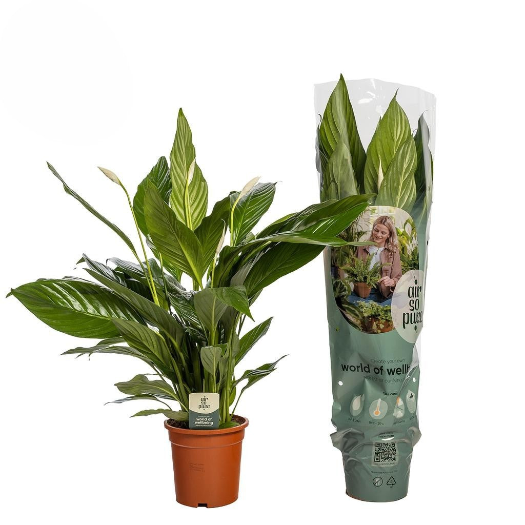 Spathiphyllum Sweet Lauretta