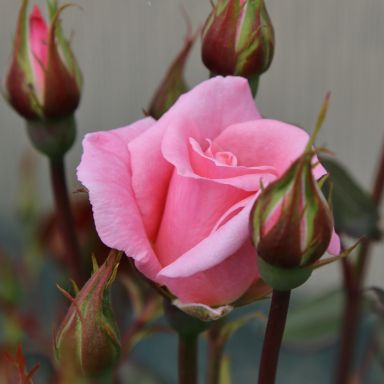 Star Performer Climbing Rose – Milestone Garden Centre